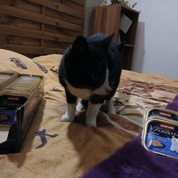 photo de livraison pour 7 Vies de chats de la Côte Indigo