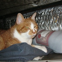 photo de livraison pour Au Bonheur des Chats Libres