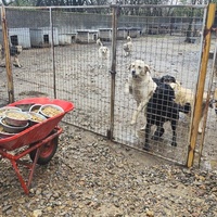 photo de livraison pour Svetlana Bjelogrlic