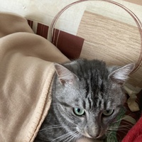 photo de livraison pour Cosette