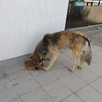 photo de livraison pour Civic Initiative Kane Korzo Skopje