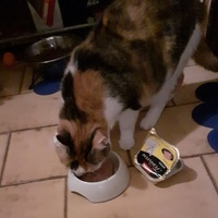 photo de livraison pour Des Cœurs pour les Pattes du 93