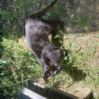 photo de livraison pour Association Des  Chats  De Hyeres