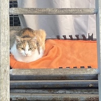 photo de livraison pour SADF (Sauvetage des animaux domestiques de France)