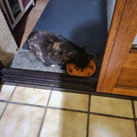 photo de livraison pour Chat de Gout'hier sans Toit