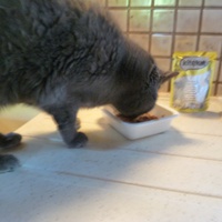 photo de livraison pour Chats Heureux