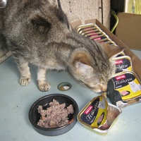 photo de livraison pour Au Bonheur des Chats Libres