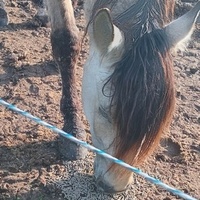 photo de livraison pour Equi-Libre : Droit à la Retraite Equine