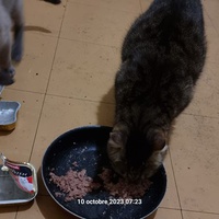 photo de livraison pour Chats Libres des Hauts Cantons de l'Hérault
