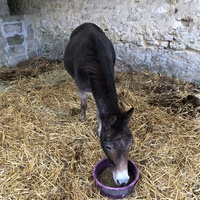 photo de livraison pour Les Chevaux d'Elo