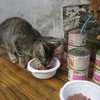 photo de livraison pour Jardin des Chats