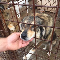 photo de livraison pour Save & Hope for Dogs