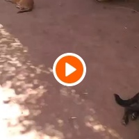 photo de livraison pour Help Adopt Moroccan Animals