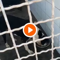 photo de livraison pour Comme Chiens et Chats Maroc