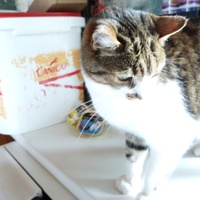 photo de livraison pour Chats Heureux
