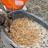photo de livraison pour Saving Orphaned Souls Sheila's Animal Rescue Mission