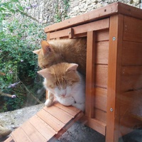 photo de livraison pour Bien vivre avec les Chats Sallélois