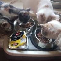 photo de livraison pour Collectif Sauvetage Chatons