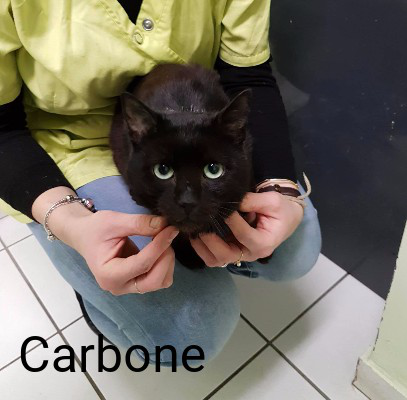 Carbone Ronron Association Animal Webaction Carbone Ronron Association Animal Webaction