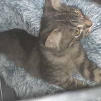 photo de livraison pour SOS Chats en Détresse