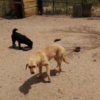 photo de livraison pour Animals voice Macedonia