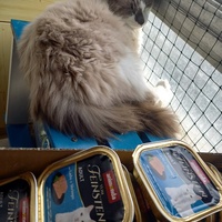 photo de livraison pour Les Pattounes de l'Espoir