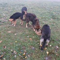 photo de livraison pour Silver Dog Srebrenica