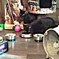 photo de livraison pour Les Chats d'Hauterive