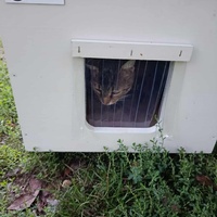 photo de livraison pour Les Chats de la Rue