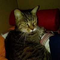 photo de livraison pour Chats-sos