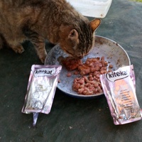photo de livraison pour L'Ecole du Chat Istreen