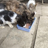 photo de livraison pour Chats Libres de Béziers