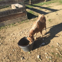 photo de livraison pour La Ferme des Zanimobiles