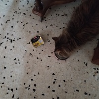 photo de livraison pour Chats Grains d'Amour