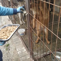 photo de livraison pour Civic Initiative Kane Korzo Skopje