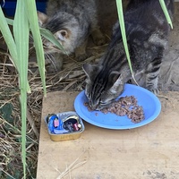photo de livraison pour Ecole du Chat des Alpilles