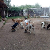 photo de livraison pour Help Adopt Moroccan Animals