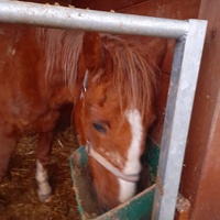 photo de livraison pour Au Bonheur Animal