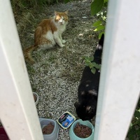 photo de livraison pour Les chats Port-Saint-Louisiens