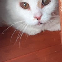 photo de livraison pour Protect Cat