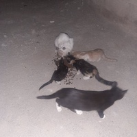 photo de livraison pour Help Adopt Moroccan Animals
