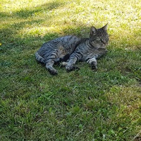 photo de livraison pour Chat de Gout'hier sans Toit