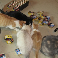 photo de livraison pour Jardin des Chats