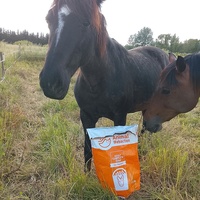 photo de livraison pour Happy Horse Day