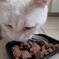 photo de livraison pour Adoption Féline Estuaire
