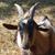 photo animal