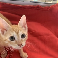 photo de livraison pour Association des Chats Camarguais