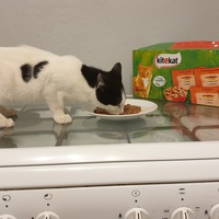 photo de livraison pour Aux Bonheurs des Aristochats