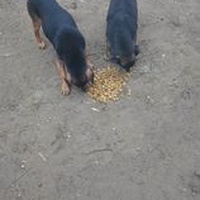 photo de livraison pour P.U.Ž. pomoć ugroženim životinjama Vel Gradište