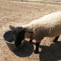photo de livraison pour La Ferme des Zanimobiles